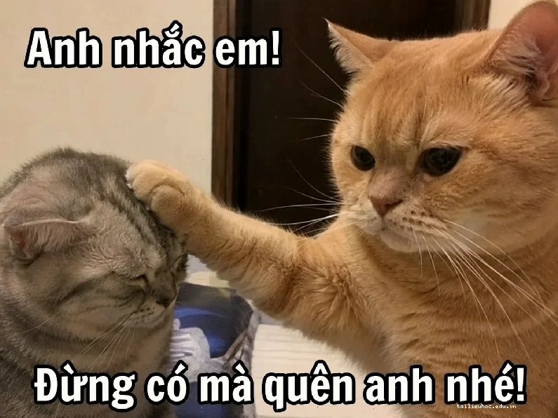 meme mãi là anh em meme mãi là anh em