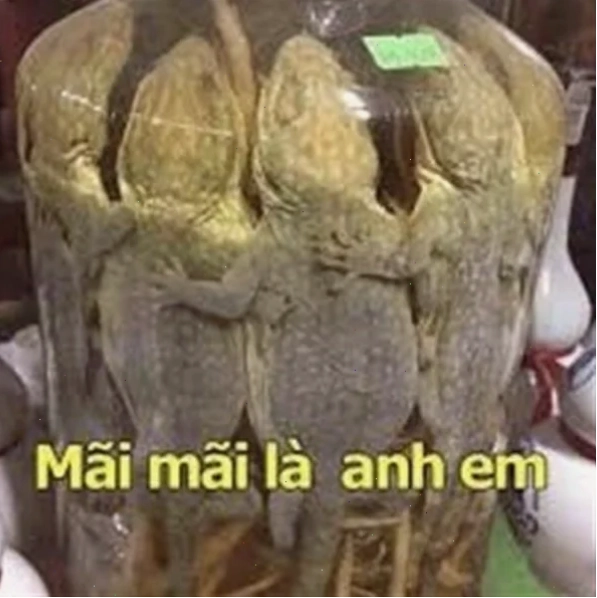 meme mãi là anh em meme mãi là anh em