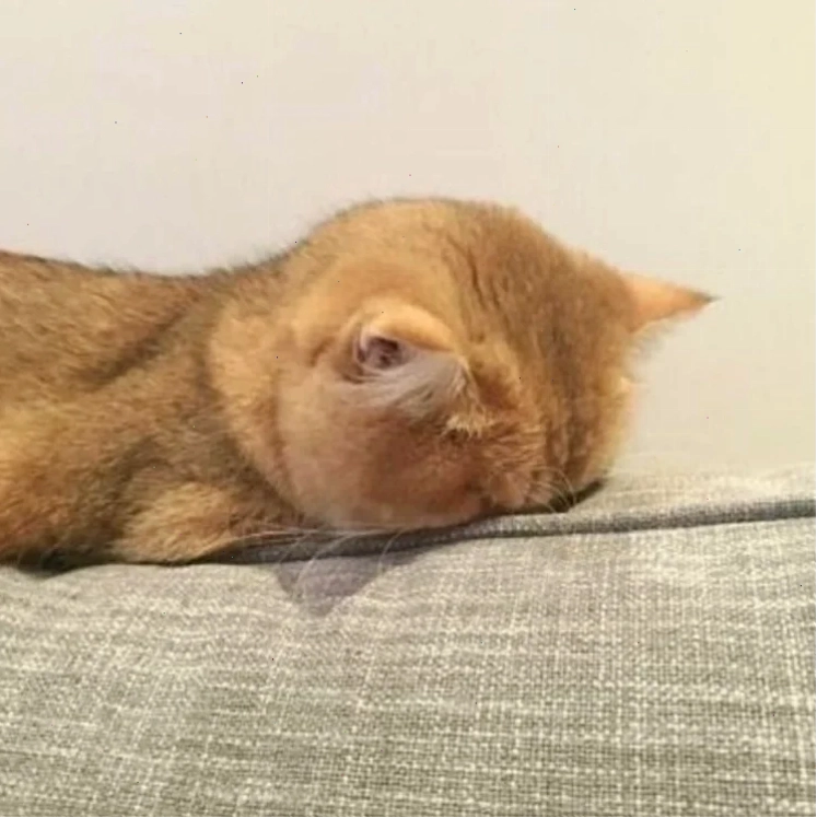 meme mặt bựa meme mặt bựa người hói