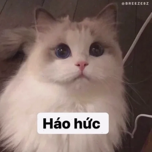 Dễ thương hết nấc meme mắt long lanh dễ thương