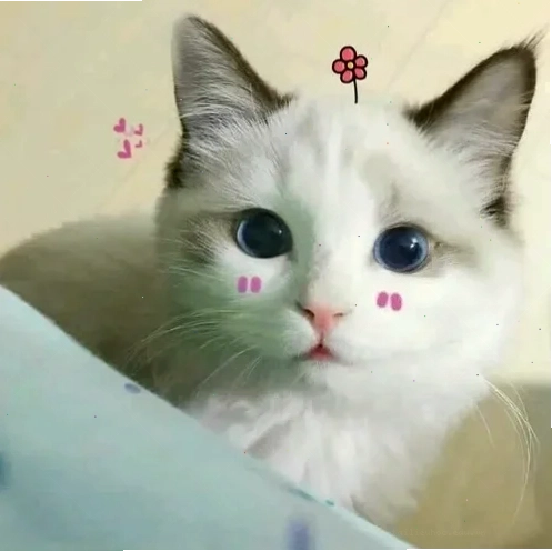Cười tươi đáng yêu meme mắt long lanh và nụ cười