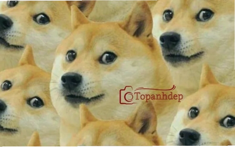Meme meme vui nhộn làm hình nền hài bựa