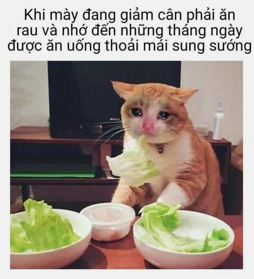 mèo ngạc nhiên khi thấy rau meme mèo ăn rau với vẻ mặt bất ngờ