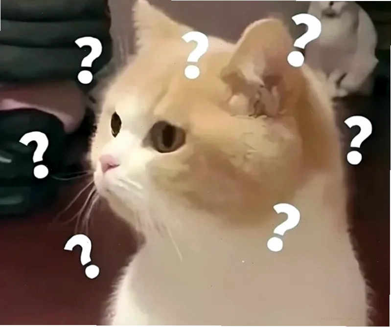 meme mèo bất lực