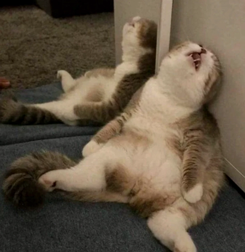 meme mèo bất lực bị mắc kẹt
