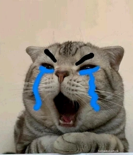 meme mèo bất lực cười mỉa