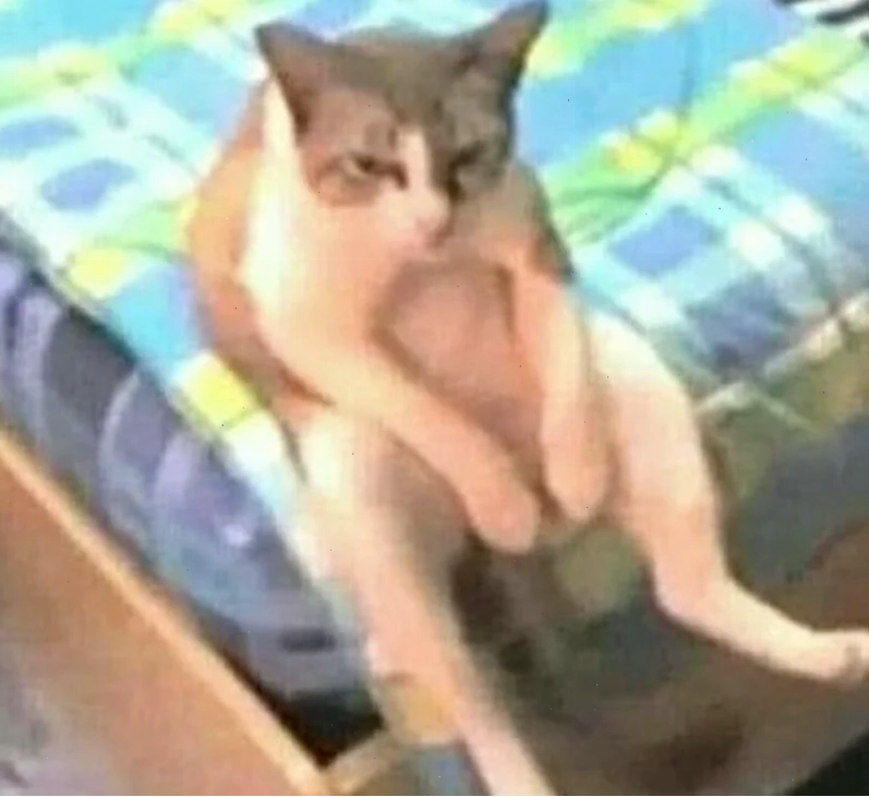 meme mèo bất lực giơ tay