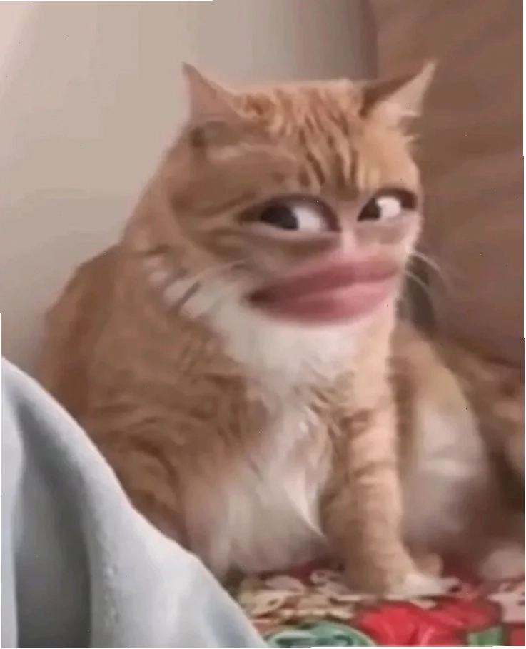 meme mèo bất lực khi nhìn vào gương