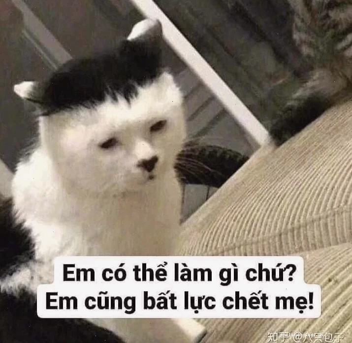 meme mèo bất lực làm mặt dỗi