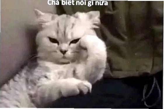 meme mèo bất lực làm mặt ngu