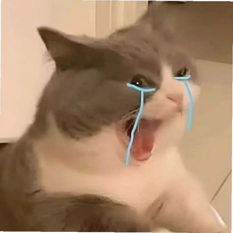 meme mèo bất lực liếc nhìn
