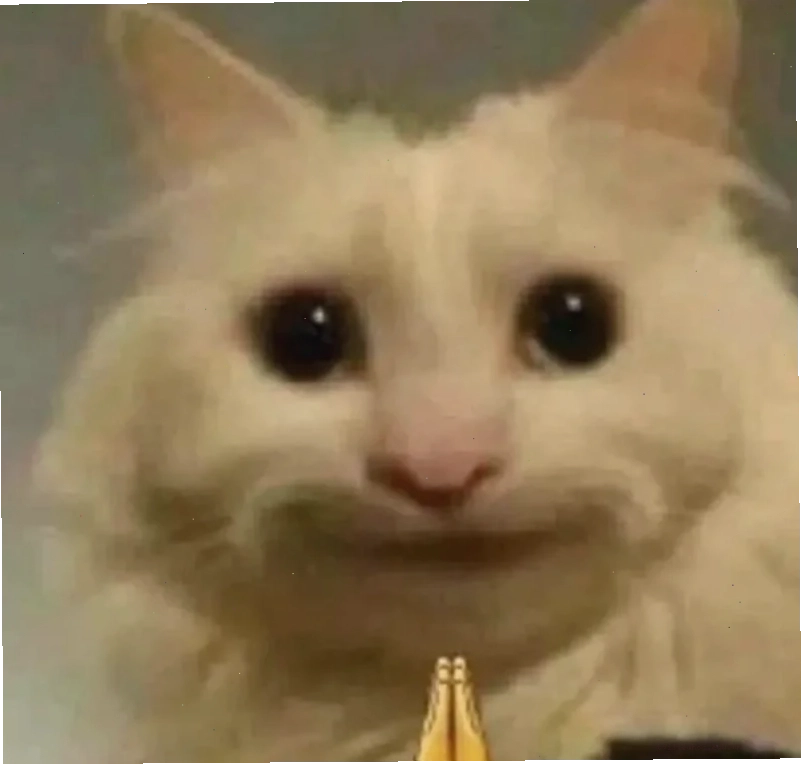 meme mèo bất lực nằm nghiêng