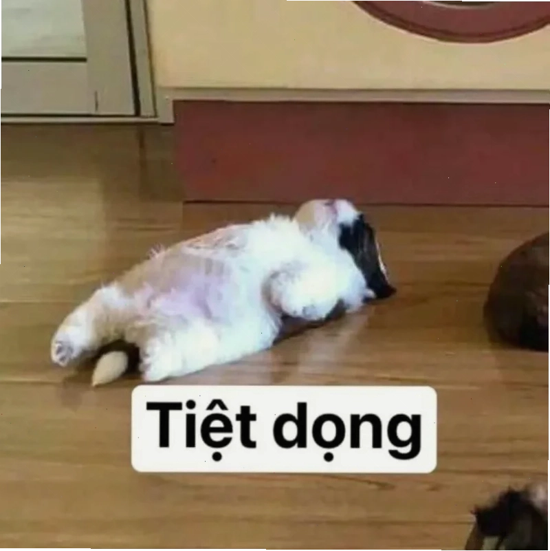 meme mèo bất lực nằm xoài