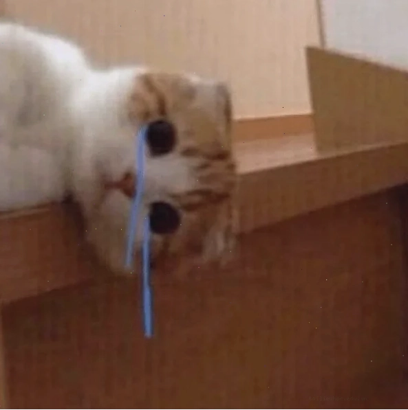 meme mèo bất lực ngáp dài