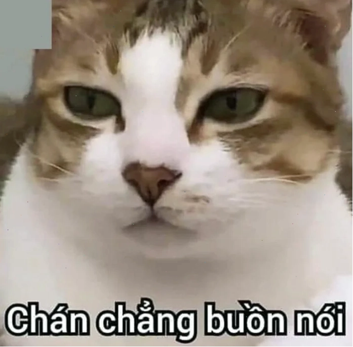 meme mèo bất lực ngơ ngác