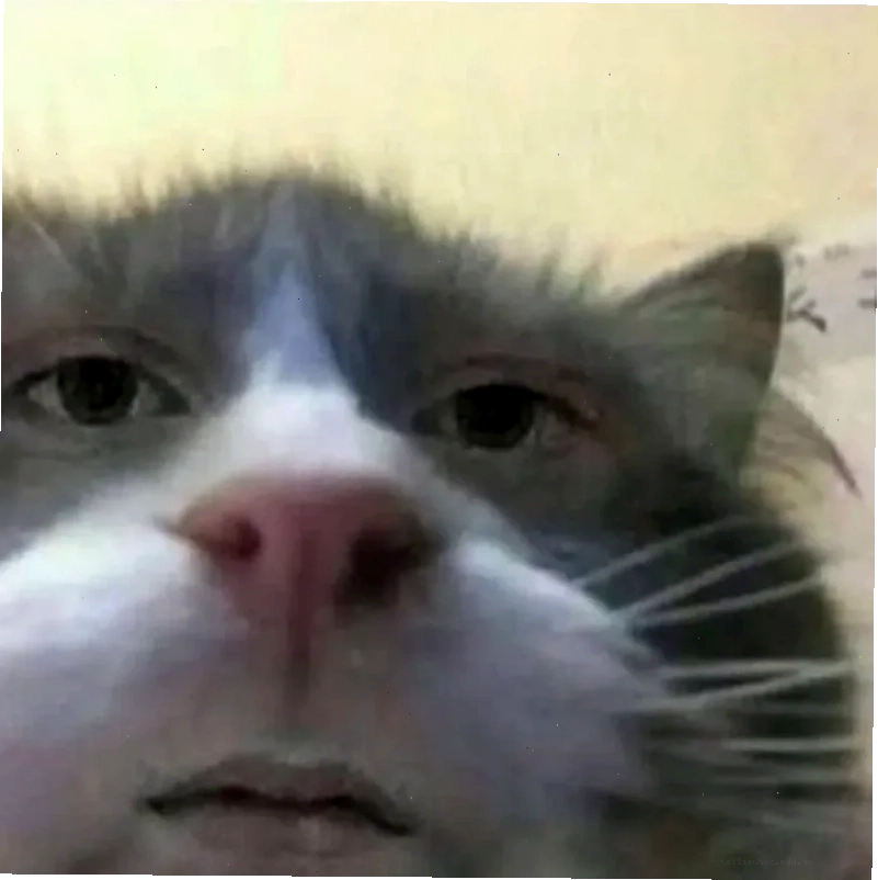 meme mèo bất lực ngồi trong góc