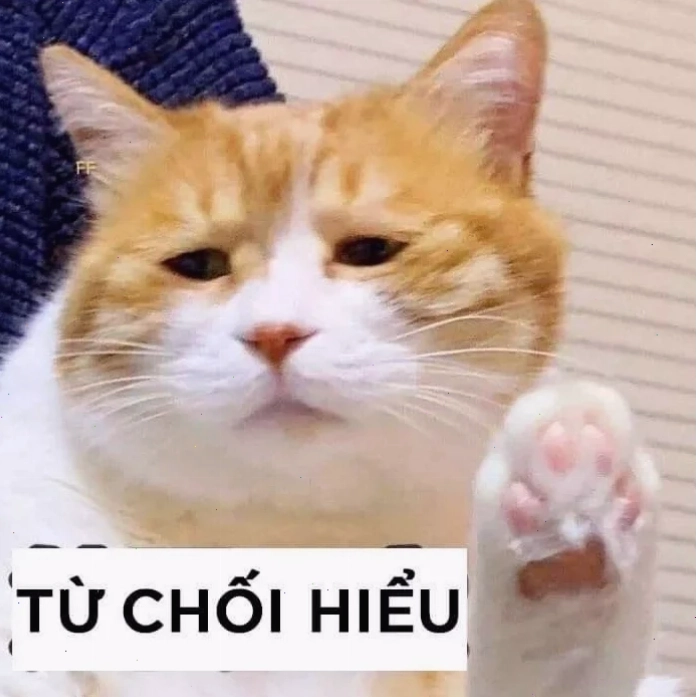 meme mèo bất lực nhìn trân trối