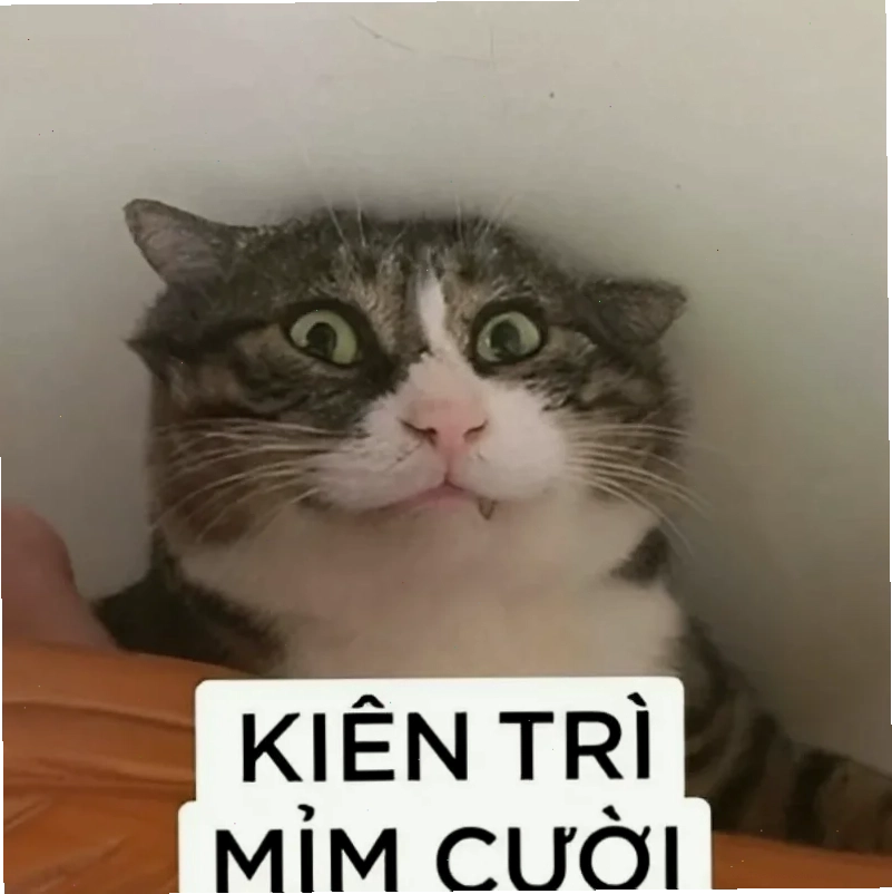 meme mèo bất lực trợn mắt