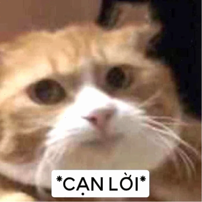 meme mèo bất lực với ánh mắt hình viên đạn