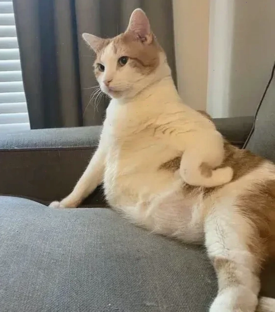 meme mèo bất lực với gương mặt ngáo ngơ