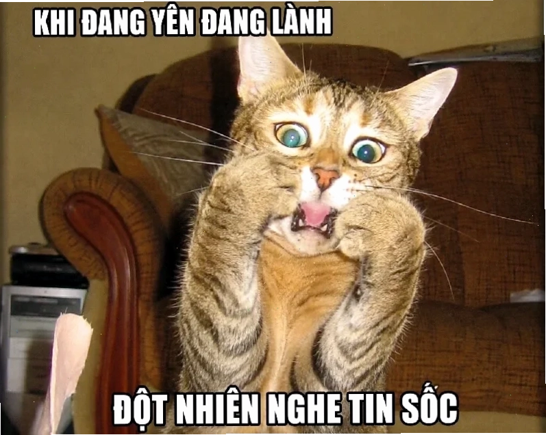 Mèo đang ăn bất ngờ meme mèo bất ngờ đang ăn