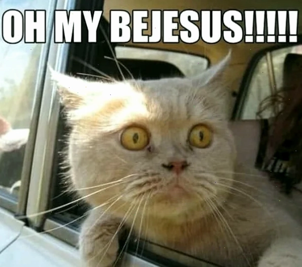 Mèo nằm bất ngờ meme mèo bất ngờ đang nằm