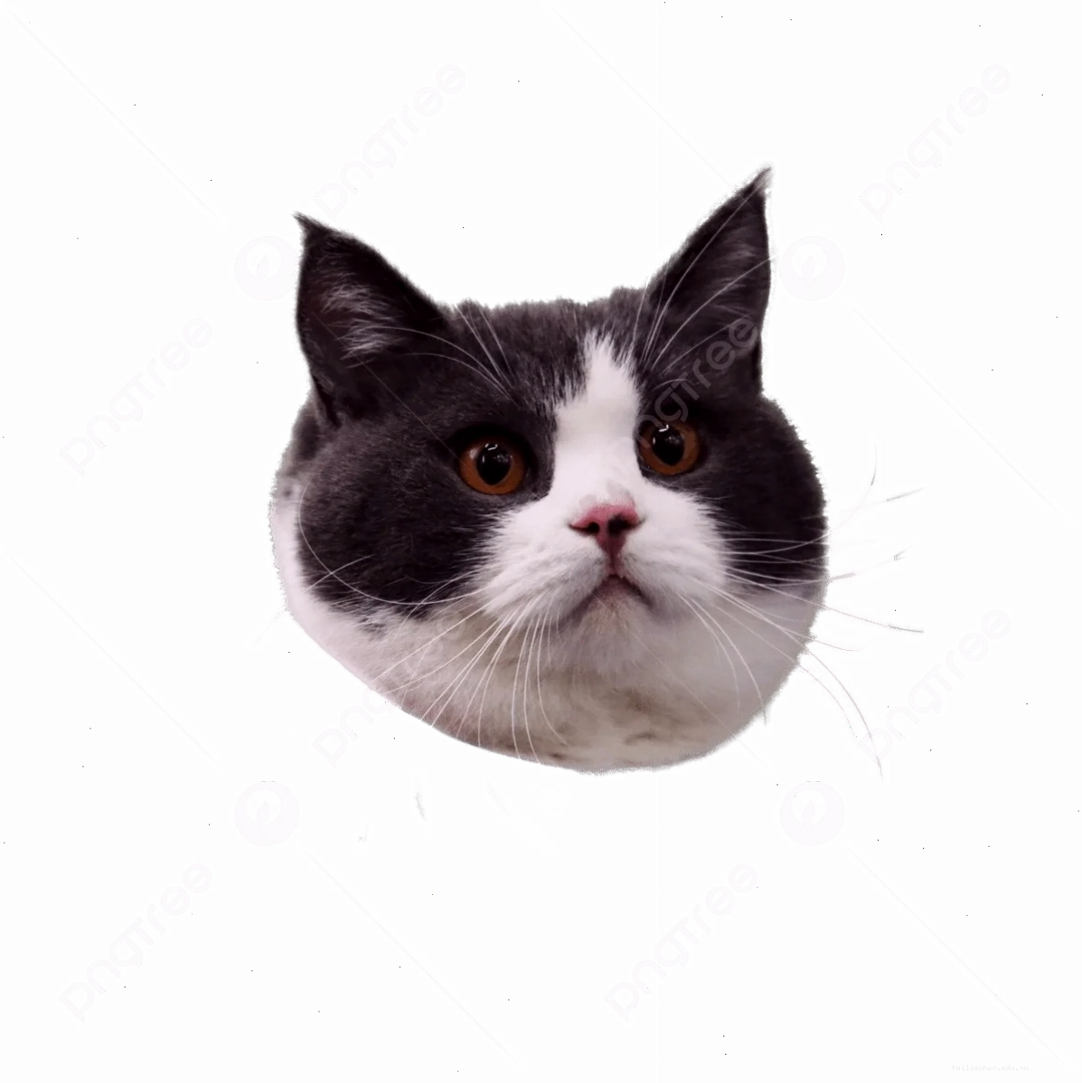 Mèo thấy nước meme mèo bất ngờ khi thấy nước