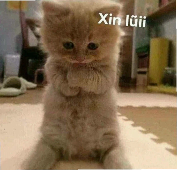 Mèo công viên meme mèo bất ngờ trong công viên