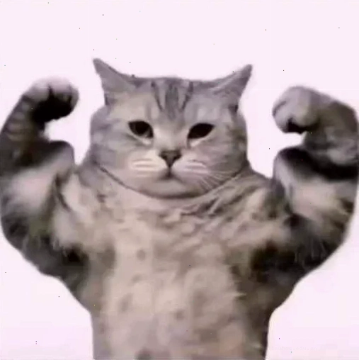 Mèo hộp ngạc nhiên meme mèo bất ngờ trong hộp giấy