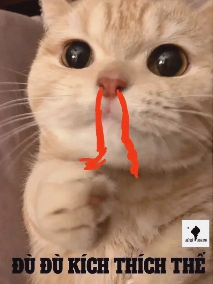 Mèo trước gương meme mèo bất ngờ trước gương