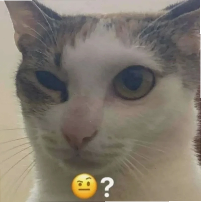 meme mèo bối rối