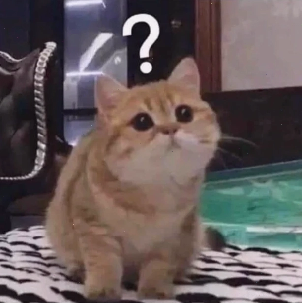 meme mèo bối rối