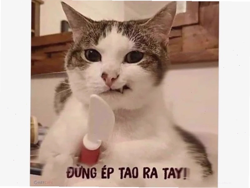 meme mèo bựa meme mèo bựa