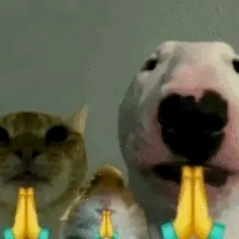 meme mèo bựa meme mèo bựa
