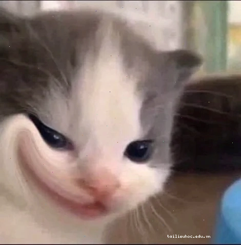 meme mèo bựa meme mèo bựa