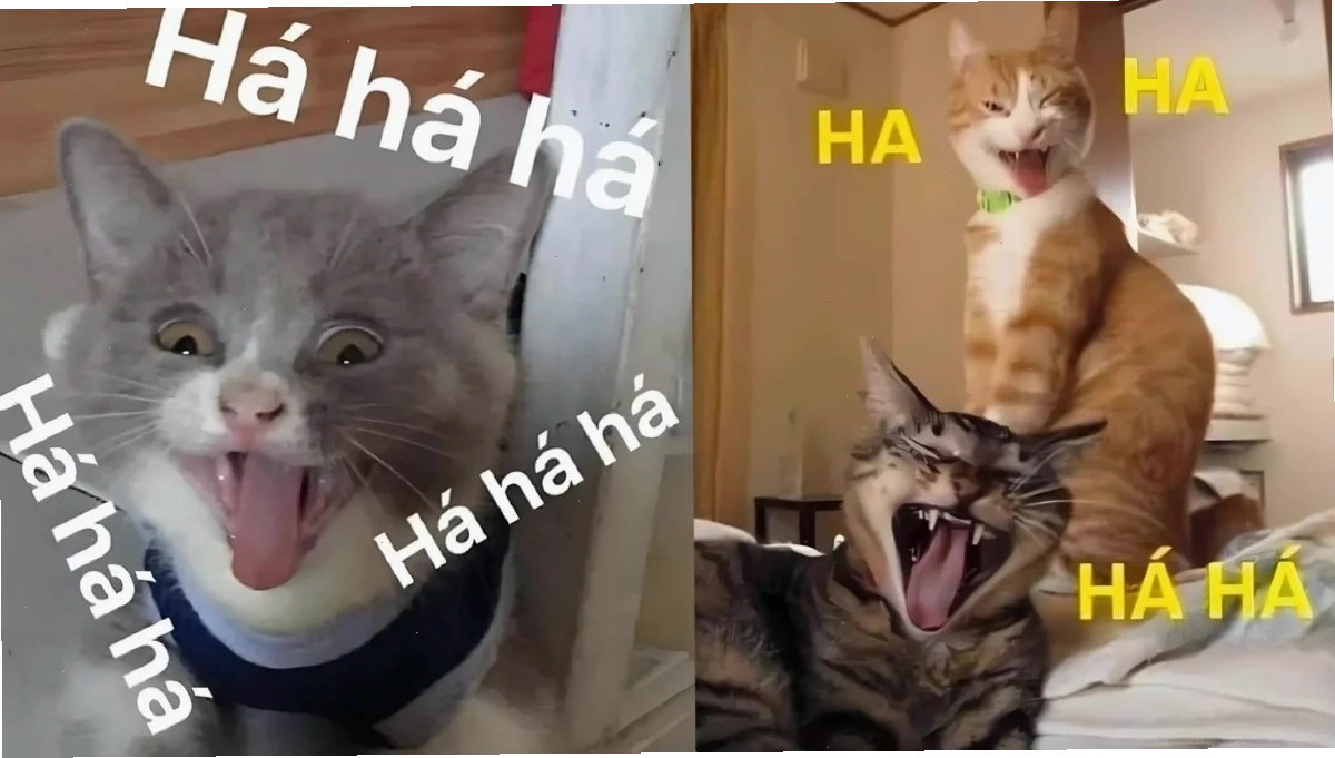 meme mèo bựa meme mèo bựa