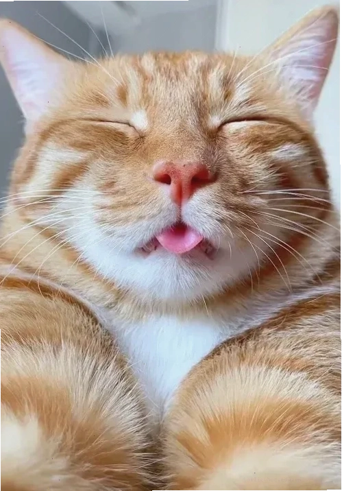 meme mèo bựa meme mèo bựa