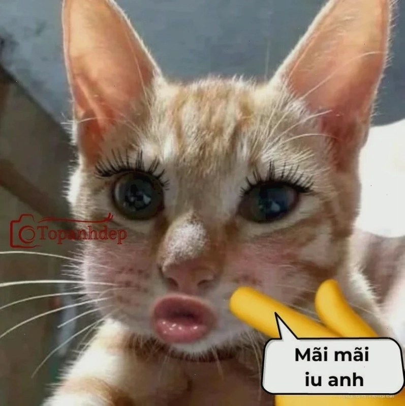 meme mèo bựa meme mèo bựa