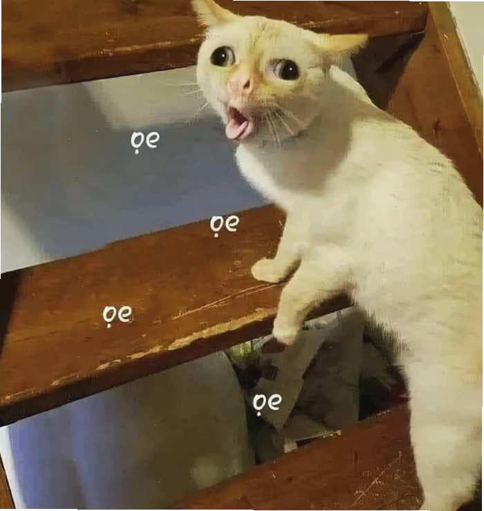 meme mèo bựa meme mèo bựa