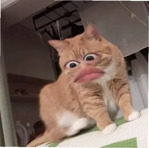 meme mèo bựa meme mèo bựa