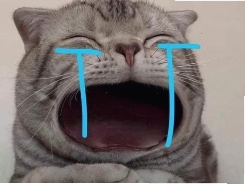meme mèo bựa meme mèo bựa