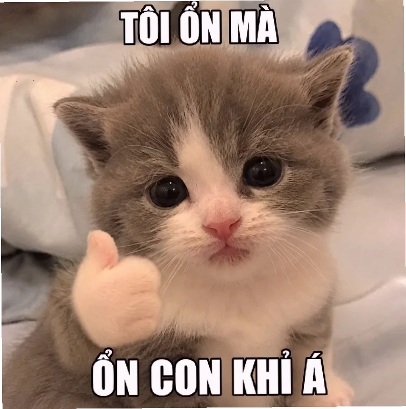 meme mèo bựa meme mèo bựa