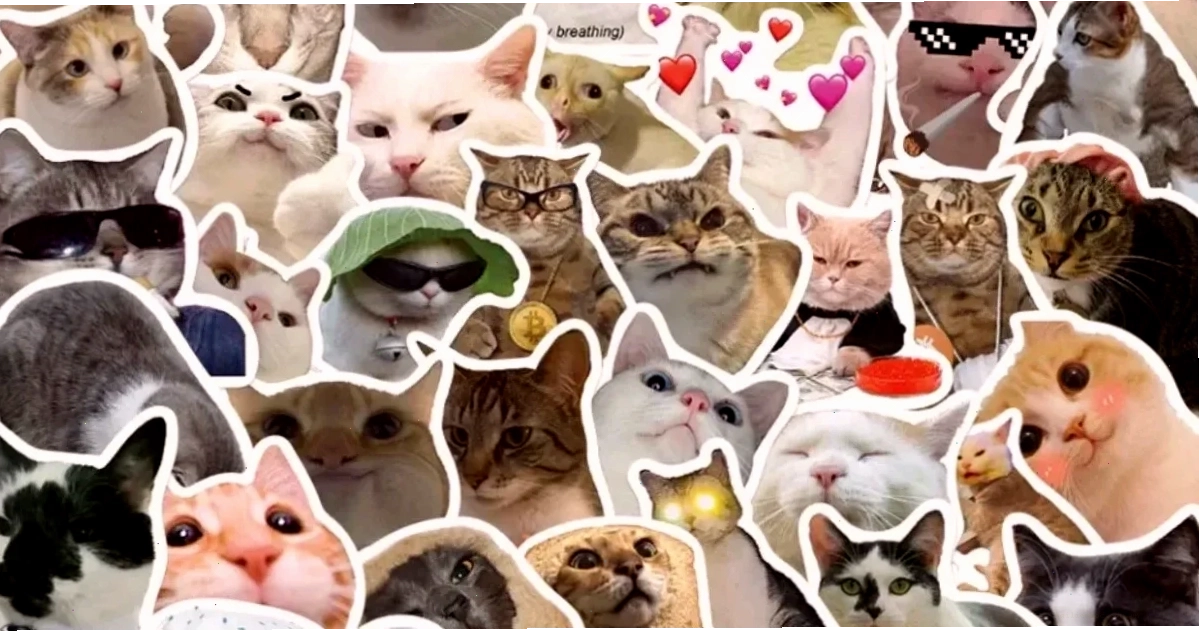 meme mèo bựa meme mèo bựa