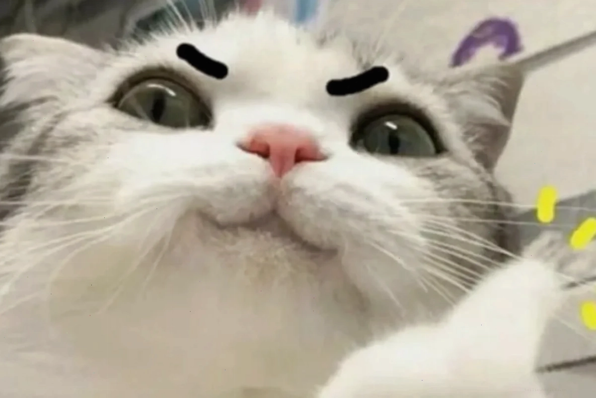 meme mèo bựa meme mèo bựa