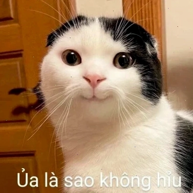 meme mèo bựa meme mèo bựa