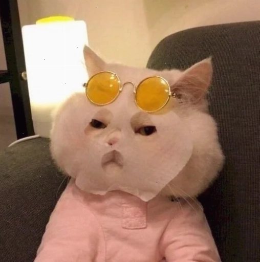 meme mèo bựa meme mèo bựa