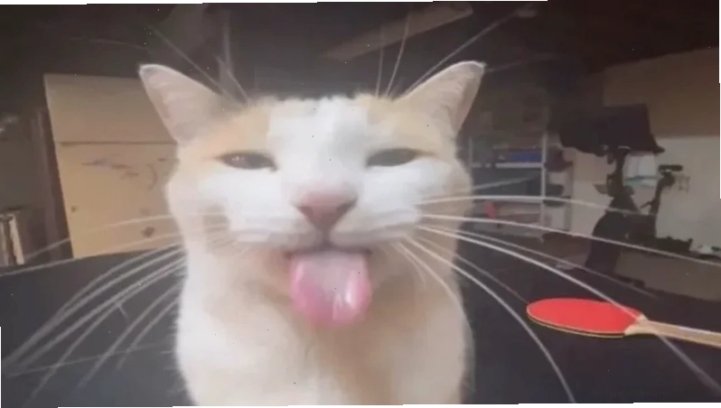 meme mèo bựa meme mèo bựa