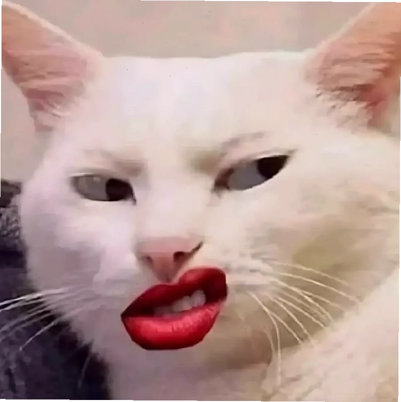 meme mèo bựa meme mèo bựa