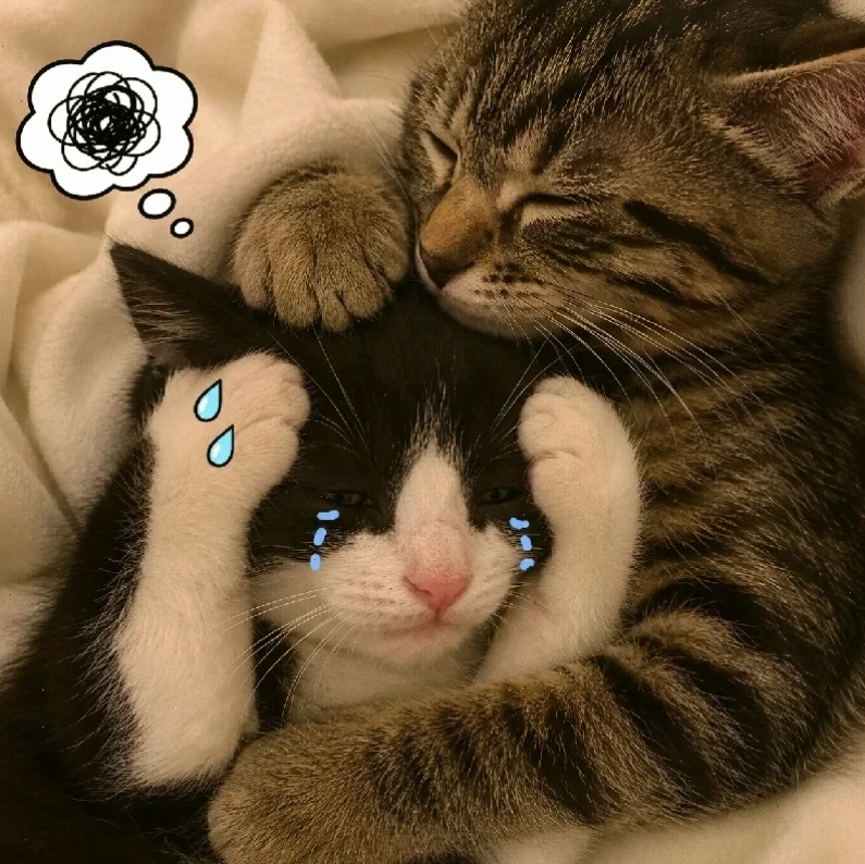 Mèo cam ôm đầu meme mèo cam ôm đầu