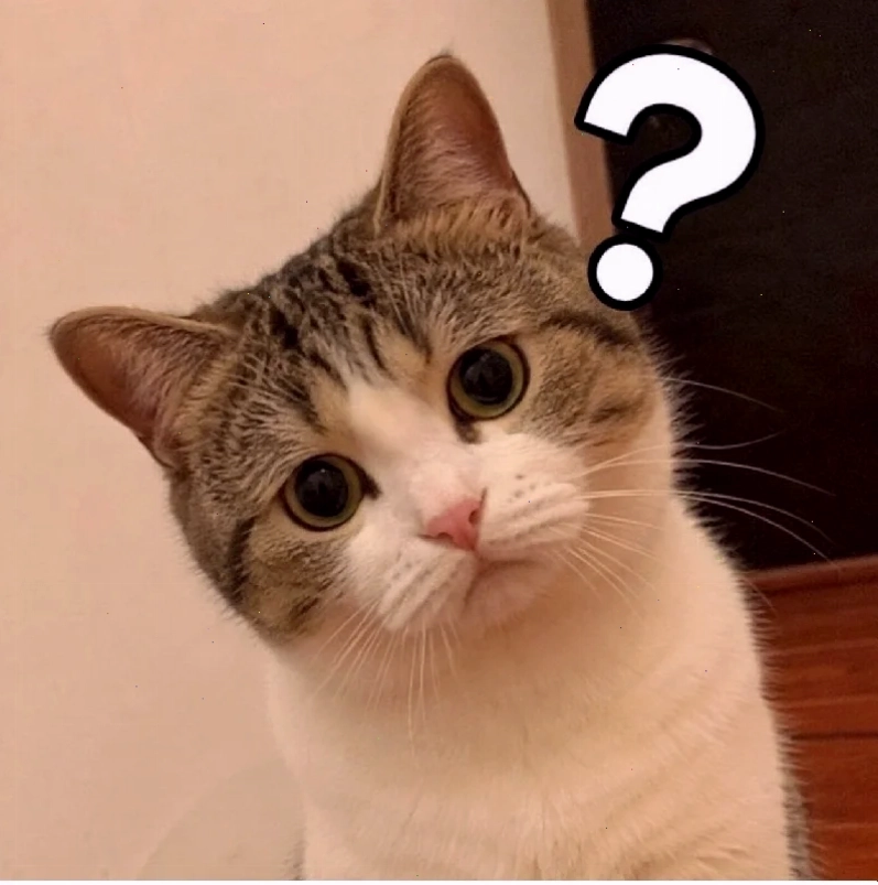 meme mèo chấm hỏi viral